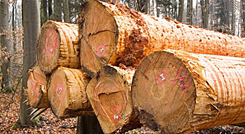 Qualités du bois