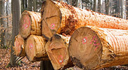 Qualité des bois utilisé par New Bois